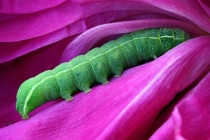 June 2011 Photo Contest 2nd Place Prize Winner