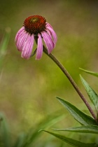 July 2011 Photo Contest 2nd Place Prize Winner