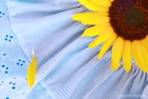 August 2011 Photo Contest 2nd Place Prize Winner