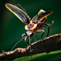 September 2011 Photo Contest 2nd Place Prize Winner