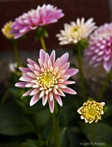 September 2011 Photo Contest 2nd Place Prize Winner