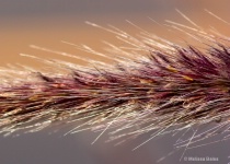 October 2011 Photo Contest 2nd Place Prize Winner