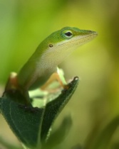 January 2012 Photo Contest 2nd Place Prize Winner