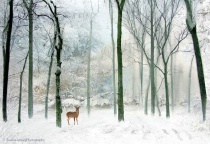 December 2011 Photo Contest 2nd Place Prize Winner