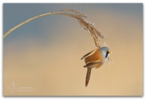 February 2012 Photo Contest 2nd Place Prize Winner