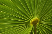 March 2012 Photo Contest 2nd Place Prize Winner