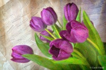 March 2012 Photo Contest 2nd Place Prize Winner