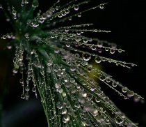 May 2012 Photo Contest 2nd Place Prize Winner