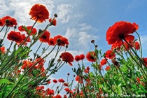 May 2012 Photo Contest 2nd Place Prize Winner