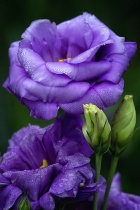 September 2012 Photo Contest 2nd Place Prize Winner