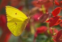 September 2012 Photo Contest 2nd Place Prize Winner
