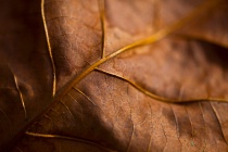 November 2012 Photo Contest 2nd Place Prize Winner