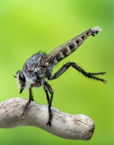 January 2013 Photo Contest 2nd Place Prize Winner