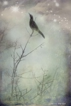 January 2013 Photo Contest 2nd Place Prize Winner