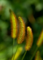 January 2013 Photo Contest 2nd Place Prize Winner