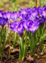 March 2013 Photo Contest 2nd Place Prize Winner
