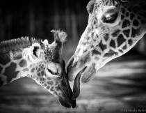 April 2013 Photo Contest 2nd Place Prize Winner