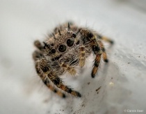 June 2013 Photo Contest 2nd Place Prize Winner