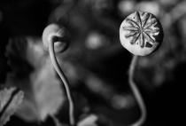 September 2013 Photo Contest 2nd Place Prize Winner