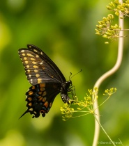 September 2014 Photo Contest 2nd Place Prize Winner