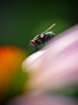 September 2013 Photo Contest 2nd Place Prize Winner