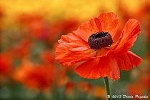 September 2013 Photo Contest 2nd Place Prize Winner