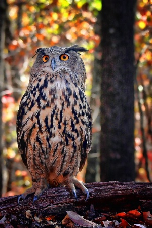 Photo Contest 1st Place Prize Winner