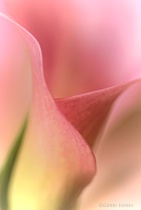December 2013 Photo Contest 2nd Place Prize Winner