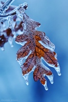 December 2013 Photo Contest 2nd Place Prize Winner