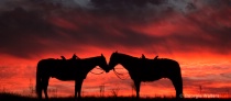 March 2014 Photo Contest 2nd Place Prize Winner
