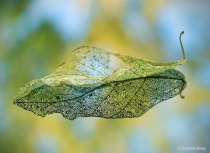 March 2014 Photo Contest 2nd Place Prize Winner