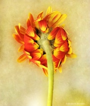 March 2014 Photo Contest 2nd Place Prize Winner