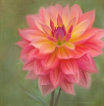 April 2014 Photo Contest 2nd Place Prize Winner
