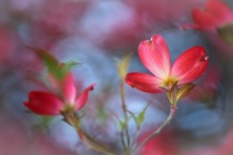 April 2014 Photo Contest 2nd Place Prize Winner