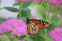 September 2014 Photo Contest 2nd Place Prize Winner