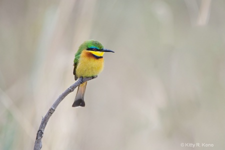 January 2015 Photo Contest 1st Place Prize Winner