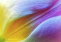 January 2015 Photo Contest 2nd Place Prize Winner