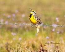 February 2015 Photo Contest 2nd Place Prize Winner