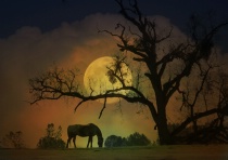 February 2015 Photo Contest 2nd Place Prize Winner