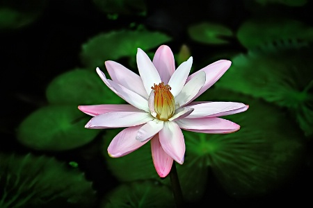 March 2015 Photo Contest 1st Place Prize Winner