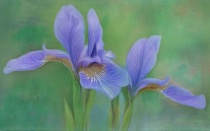 June 2015 Photo Contest 2nd Place Prize Winner