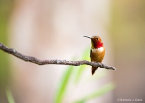 June 2015 Photo Contest 2nd Place Prize Winner