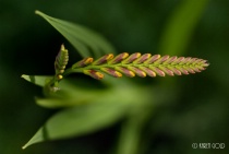 June 2015 Photo Contest 2nd Place Prize Winner