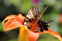 July 2015 Photo Contest 2nd Place Prize Winner