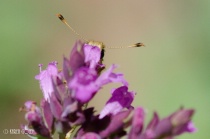 August 2015 Photo Contest 2nd Place Prize Winner