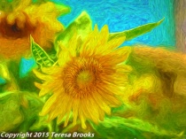 September 2017 Photo Contest 2nd Place Prize Winner