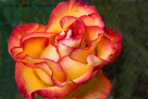 September 2015 Photo Contest 2nd Place Prize Winner