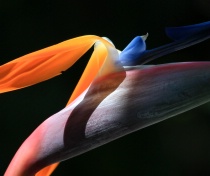 September 2015 Photo Contest 2nd Place Prize Winner