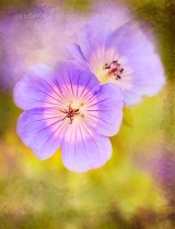 September 2015 Photo Contest 2nd Place Prize Winner
