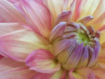 September 2015 Photo Contest 2nd Place Prize Winner